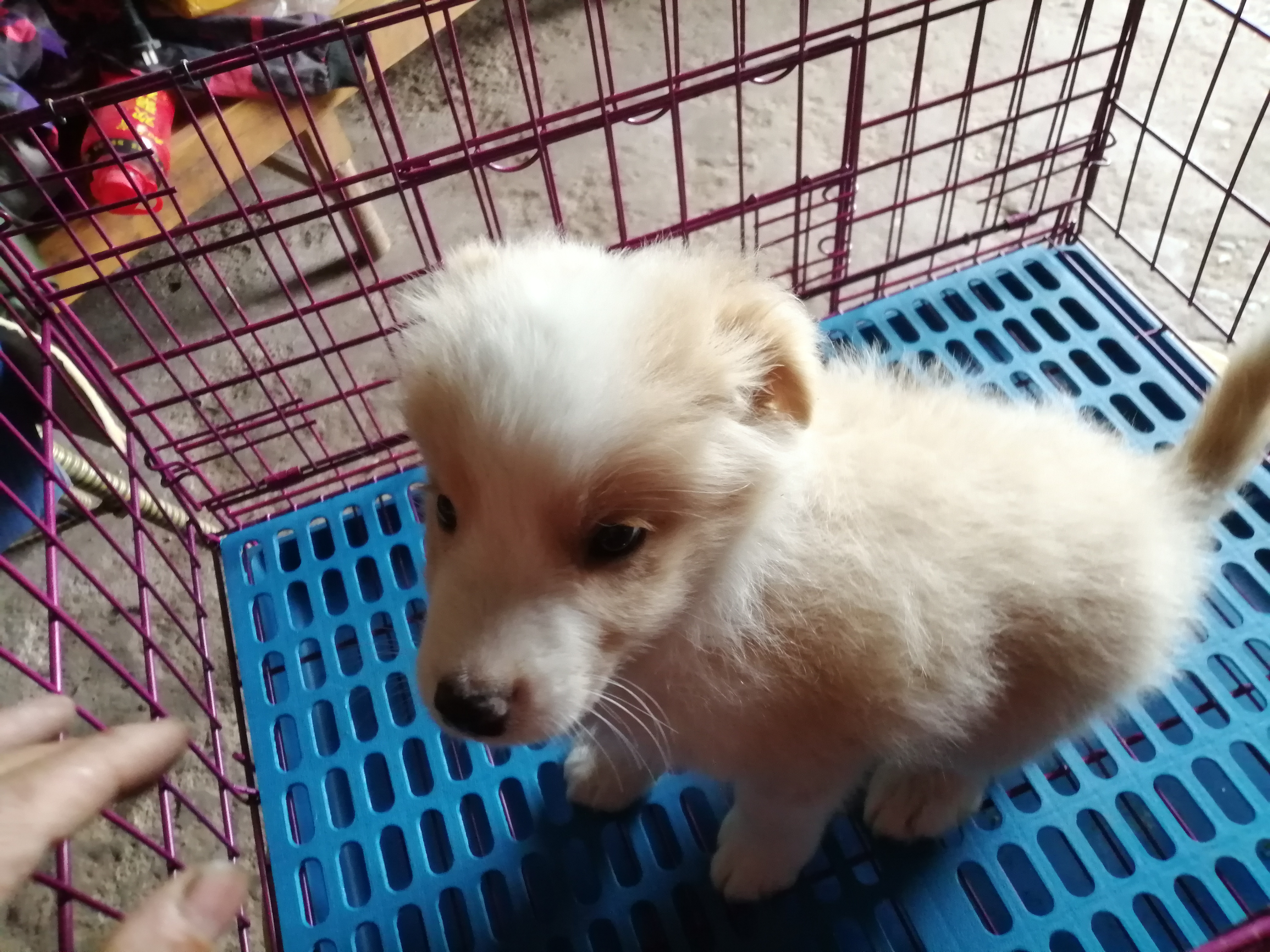 自己家养，🉑靠，犬瘟细小包90天